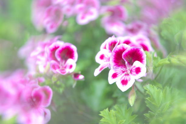 istock Beautiful geranium in the greenhouse 1156576630