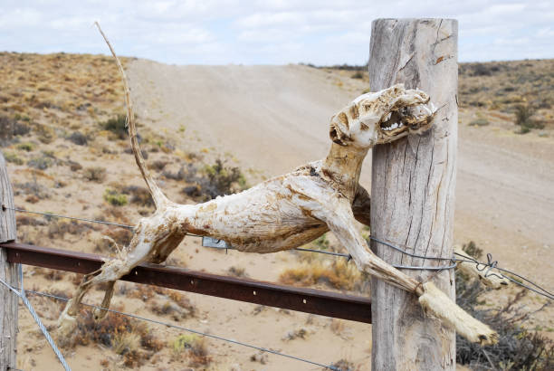 bones of the skeleton of a dead animal hanging on the fence bones of the skeleton of a dead animal hanging on the door of a border or fence or wired on a southern Argentine rural route ugly dog stock pictures, royalty-free photos & images