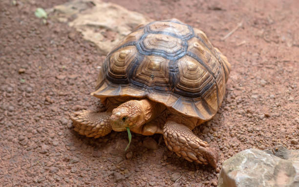 istock giant sand turtle eating green grass 1156578558