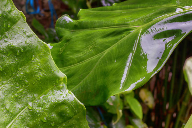 istock green leafs wet from the rain - closeup 1156578887