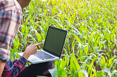 agronom-untersucht-pflanze-im-maisfeld-paar-bauer-und-forscher-analyse-maispflanze.jpg?b=1&s=170x170&k=20&c=ZEsVWFMV7vaiGzLsoTwStY8DQUfDYc8__70i-mCH49g=