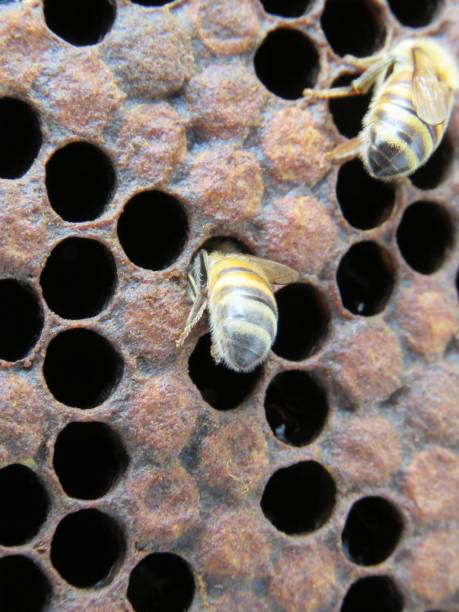 istock bees making honey, honeycomb, feeding larva 1156580070