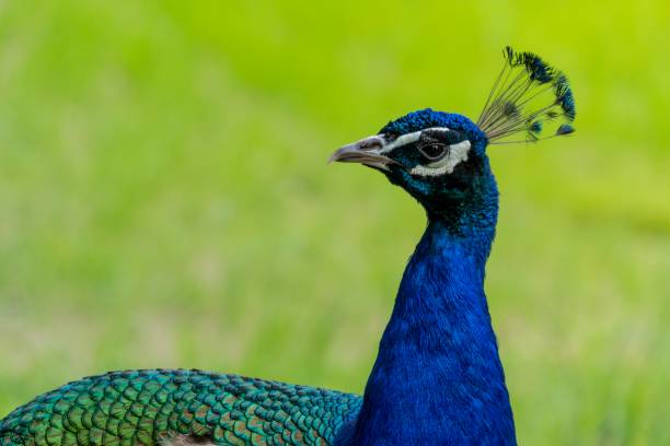 istock Head of Peacock Looking Around 1156585815