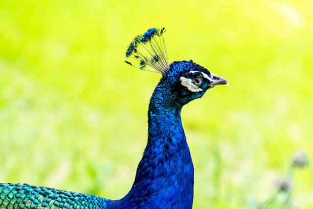 istock Head of Peacock Looking Around 1156585816
