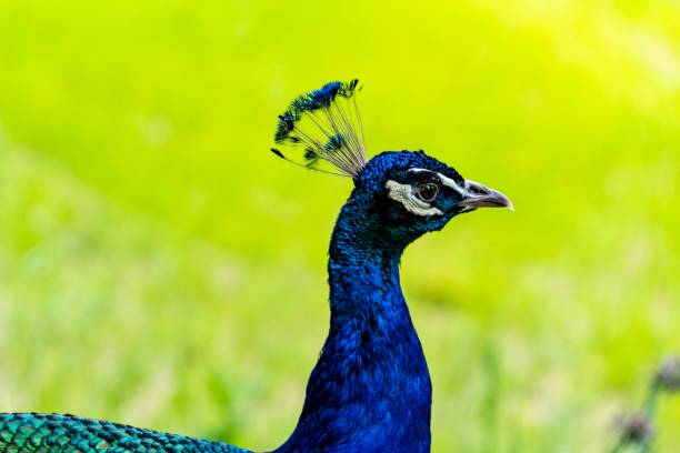 istock Head of Peacock Looking Around 1156585889