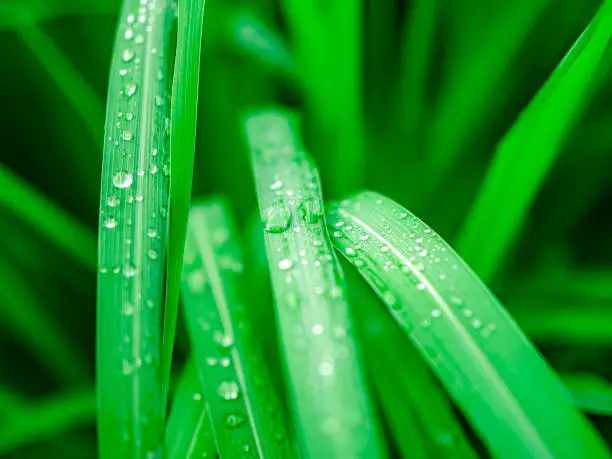 Green tapering leaves, Lemon grass, with drops of water on. Rainy season and water conservation background concept with green color theme.