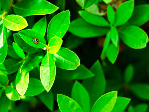istock Green-leaf plants with a small ladybird beetle 1156587345