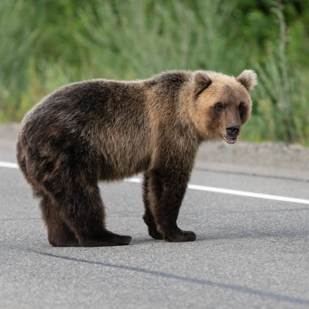 istock Wild hungry Kamchatka brown bear standing on asphalt road 1156597835