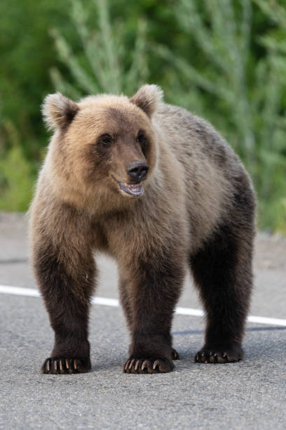 istock Kamchatka brown bear standing on asphalt road 1156597875