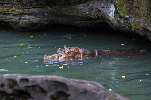 A common hippopotamus take bath in lake water of nature wildlife. Hippo swims in a pond. Hippopotamus amphibius is semi-aquatic mammal of Africa. Family Hippopotamidae