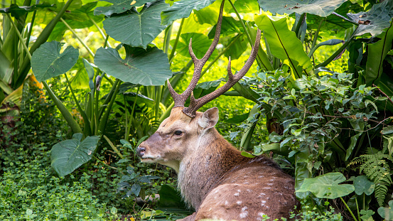 Un macho adulto cervus nippon descansando entre los árboles photo