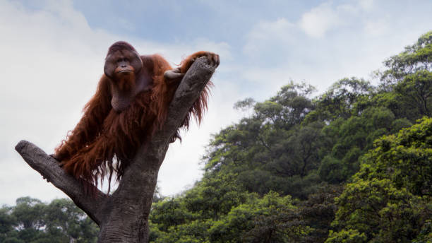 An adult Bornean orangutan climbed up to the top of the tree and sit down to see the forest An adult Bornean orangutan climbed up to the top of the tree and sit down to see the forest from above at a day summer with blue sky. Pongo Pygmaeus orangutan stock pictures, royalty-free photos & images