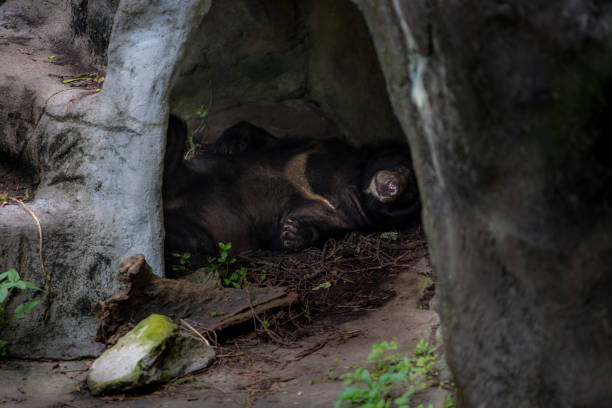 взрослый formosa черный медведь спит в пещере - cave bear стоковые фото и изображения