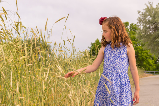This girl is enjoying her time on a summer picnic  She is walking among the tall grasses growing a long a paved trail.  She curiously holds out her hand to touch some of the plants.