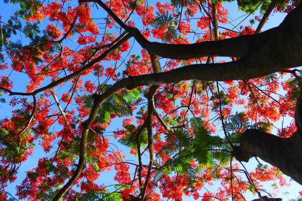 Delonix, branching and full flowering. Delonix, branching and full flowering. regia stock pictures, royalty-free photos & images