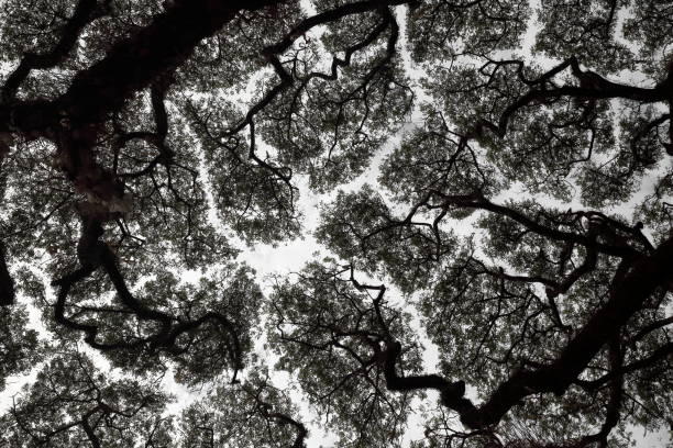 istock Crown shyness phenomenon or canopy spacing and disengagement of tree crown that avoid touching each other 1156603317