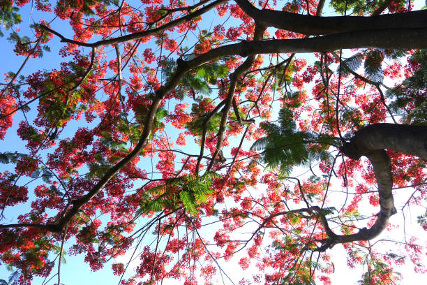 istock Red delonix in the beautiful flowering park 1156603409