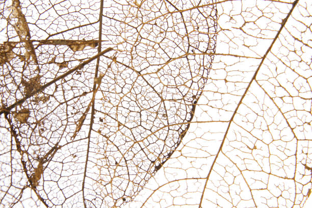 istock dry leaves with vein on a white background 1156609062