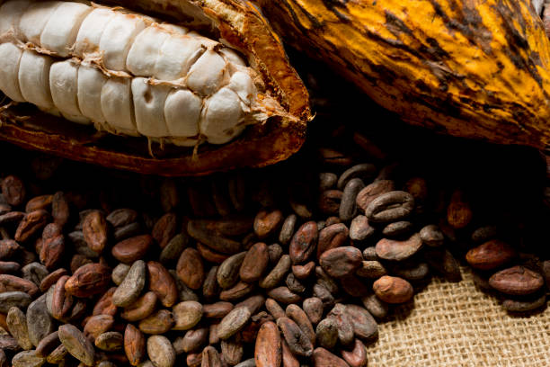 Cacao fruits and nibs Close-up of a composition of cacao fruits and cacao nibs (cocoa beans) on rustic jute tablecloth. Studio photography. Top view. cacao fruit stock pictures, royalty-free photos & images