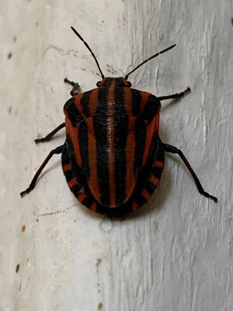 istock Graphosoma italicum. Bed bug red and black. 1156612789