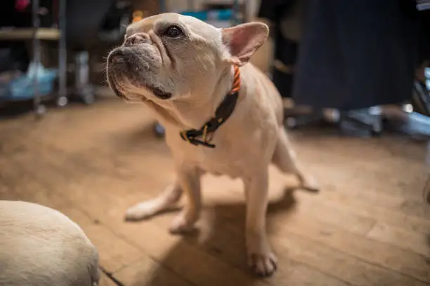 While I was in Tokyo, I took my french bulldog to a hair salon. The owner of the hair salon also owns a frenchie. They seemed quite OK together. While my hair stylist was doing his job on my hair, I was also busy shooting those 2 frenchies. Look at the cuties. It was a peaceful afternoon.