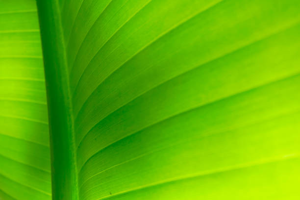 istock Nature background of green leaf 1156615400