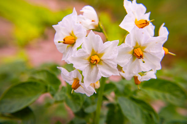 istock Blooming potatoes - macro photo. 1156616292