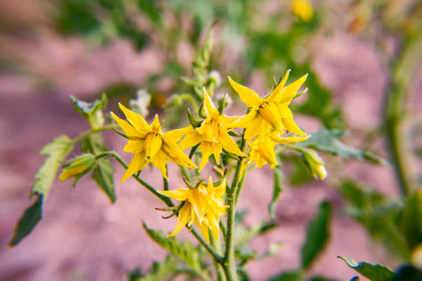 Flowering tomato - macro photo. Background.