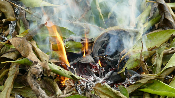 Someone lights burn fire pile of dry leaves