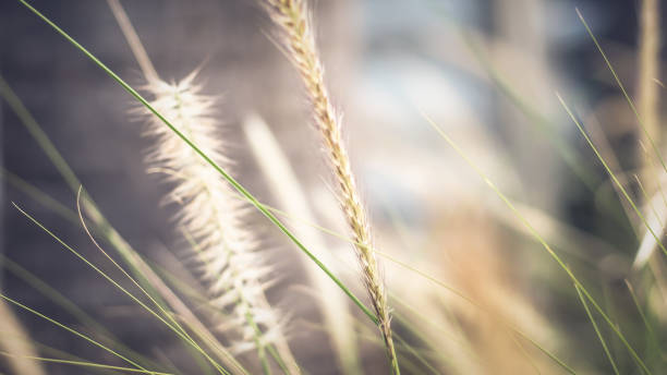 istock vintage background wild grass flowers, nature beautiful 1156618797