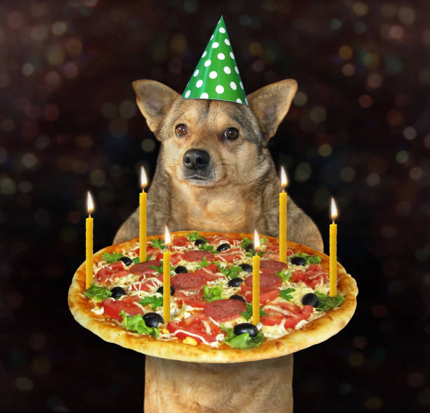 istock Dog with a holiday pizza 2 1156618808