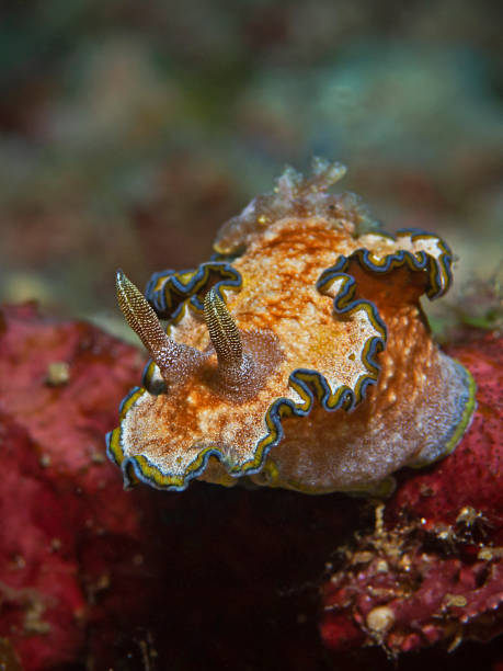 istock Girdled Glossodoris, Blaurand-Sternschnecke (Glossodoris cincta) 1156618826