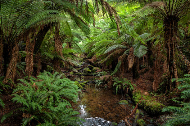 istock Trail to Beauchamp Falls, Victoria, Australia 1156619649