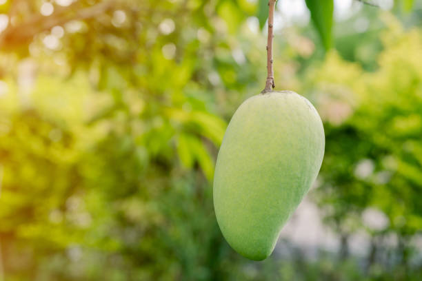 istock Closeup of a green mango hanging under the mango tree. 1156619906