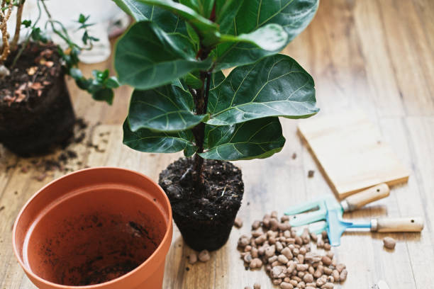 repotting geige blatt feigenbaum in großen modernen topf. ficus lyrata blätter und topf, drainage, gartengeräte, boden auf holzboden. prozess der pflanzung neuer hausbäume - fig leaf stock-fotos und bilder