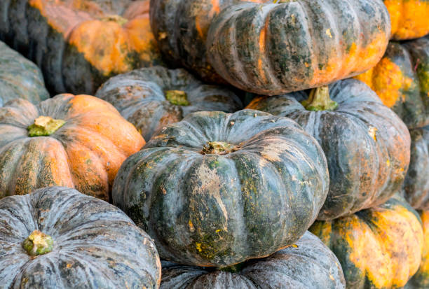 istock Ripe pumpkin green 1156620999