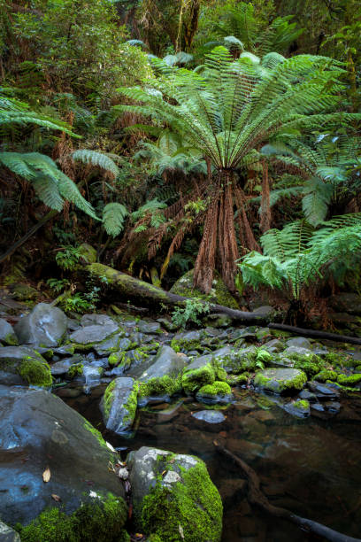 istock Erskine Falls near Lorne, Victoria 1156622273