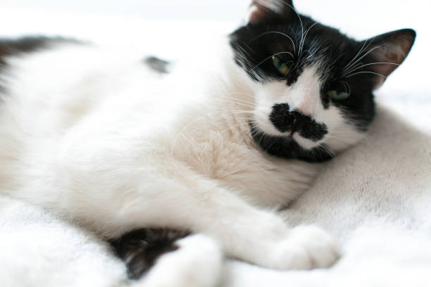 istock Cute kitty adorable sleeping on white bed. Sweet black and white cat resting on bed, sleeping in morning. Comfortable and cozy moment. Funny Sleepy cat. Space for text 1156623139