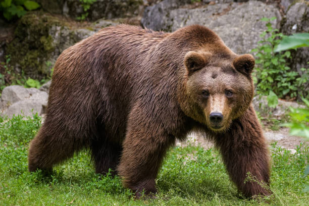 istock European brown bear 1156623448