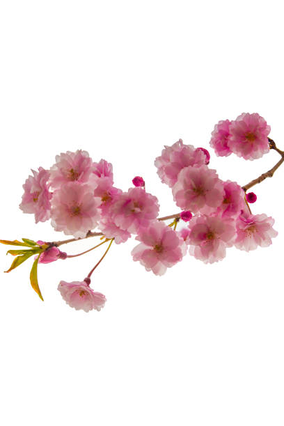 istock Cherry blossom Sakura flowers isolated on white background (Spring Queen) 1156624077