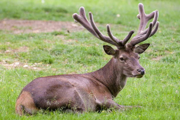 istock European red deer 1156625181