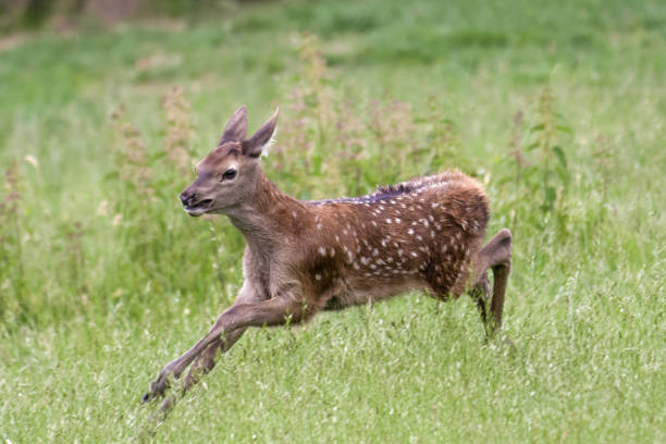 istock European red deer 1156625313
