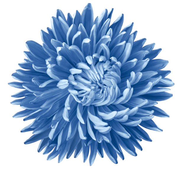 istock light blue aster flower, white isolated background with clipping path. Nature. Closeup no shadows. 1156626865