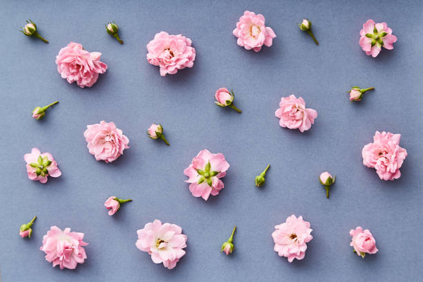 istock Rose pattern. Flat lay spring and summer rose flowers on a blue background. Repetition concept. Top view 1156629031
