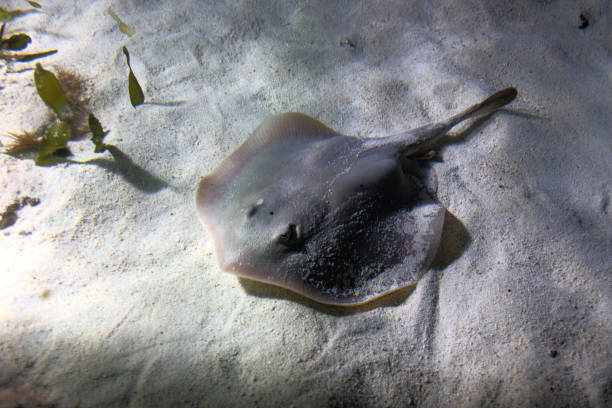The skate fish with thorn on the tail