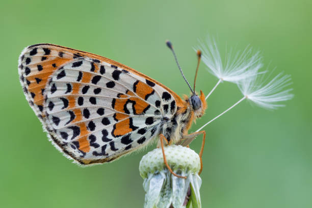 istock The wonderful spotted fritillary (Melitaea didyma) 1156631942