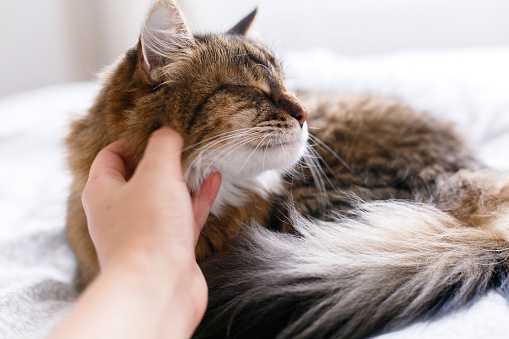 Maine coon cat lying on white bed and getting cars from owner in sunny bright stylish room. Hand petting cute cat with funny calm emotions. Space for text. Love pets