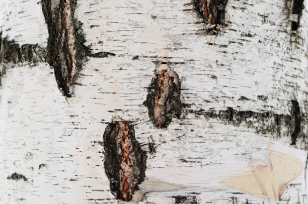 istock The texture of the bark on the birch trunk. 1156632926
