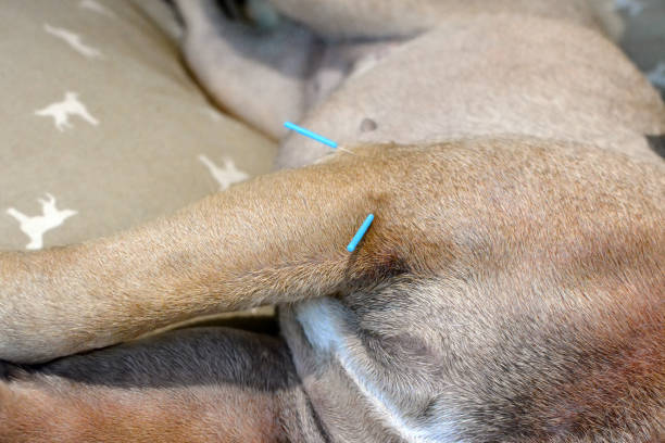 zwei lange blaue akupunkturnadeln, die im oberarm des hundes kleben, um schwere hauterkrankungen zu behandeln, die durch allergien verursacht werden - animal skin stock-fotos und bilder