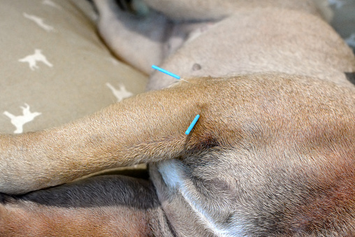 Dos agujas largas de acupuntura azul pegadas en la parte superior del brazo del perro para tratar la condición grave de la piel causada por alergias photo